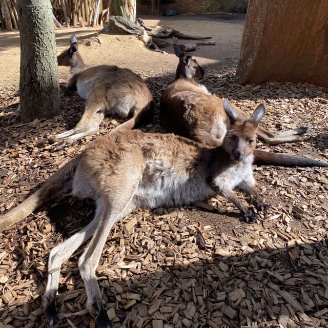 Kangaroos in Sydney